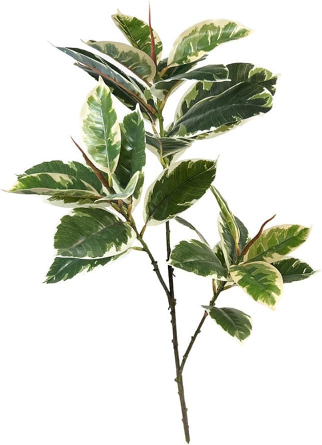 Rubber Plant Ficus - Planta Artificial Ficus Tineke de 31