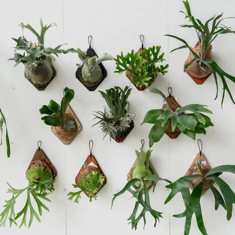 Plant Parent - Nueva Tabla de Madera para Montar