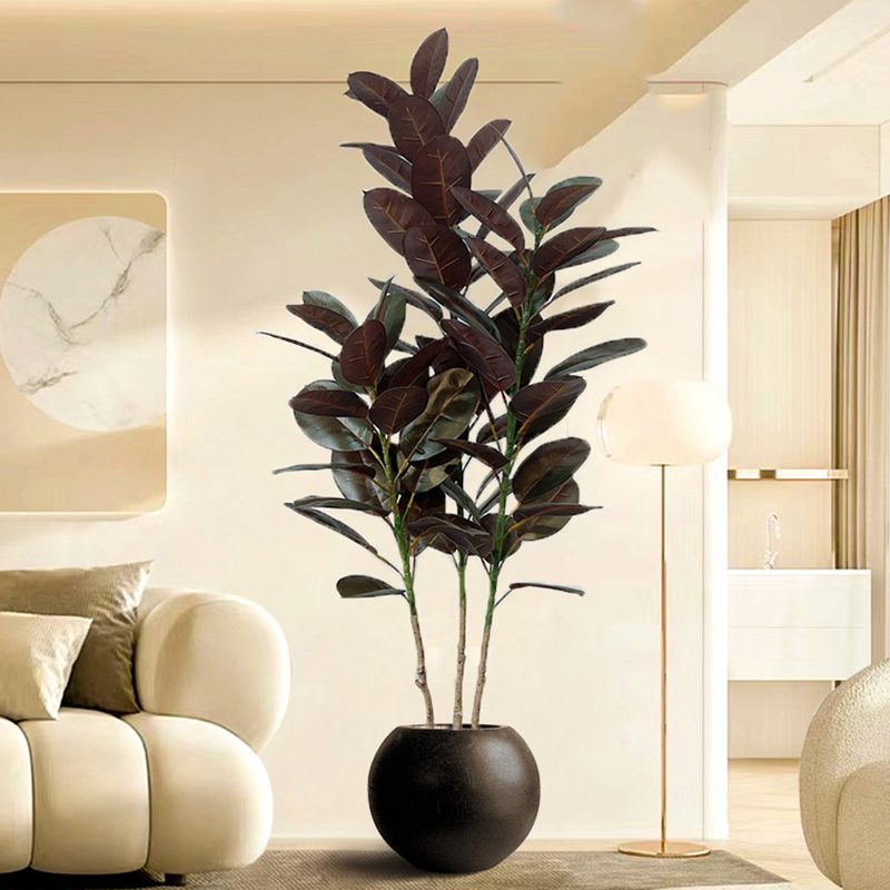 Rubber Plant Ficus - Árbol de Ficus grande de 13-70
