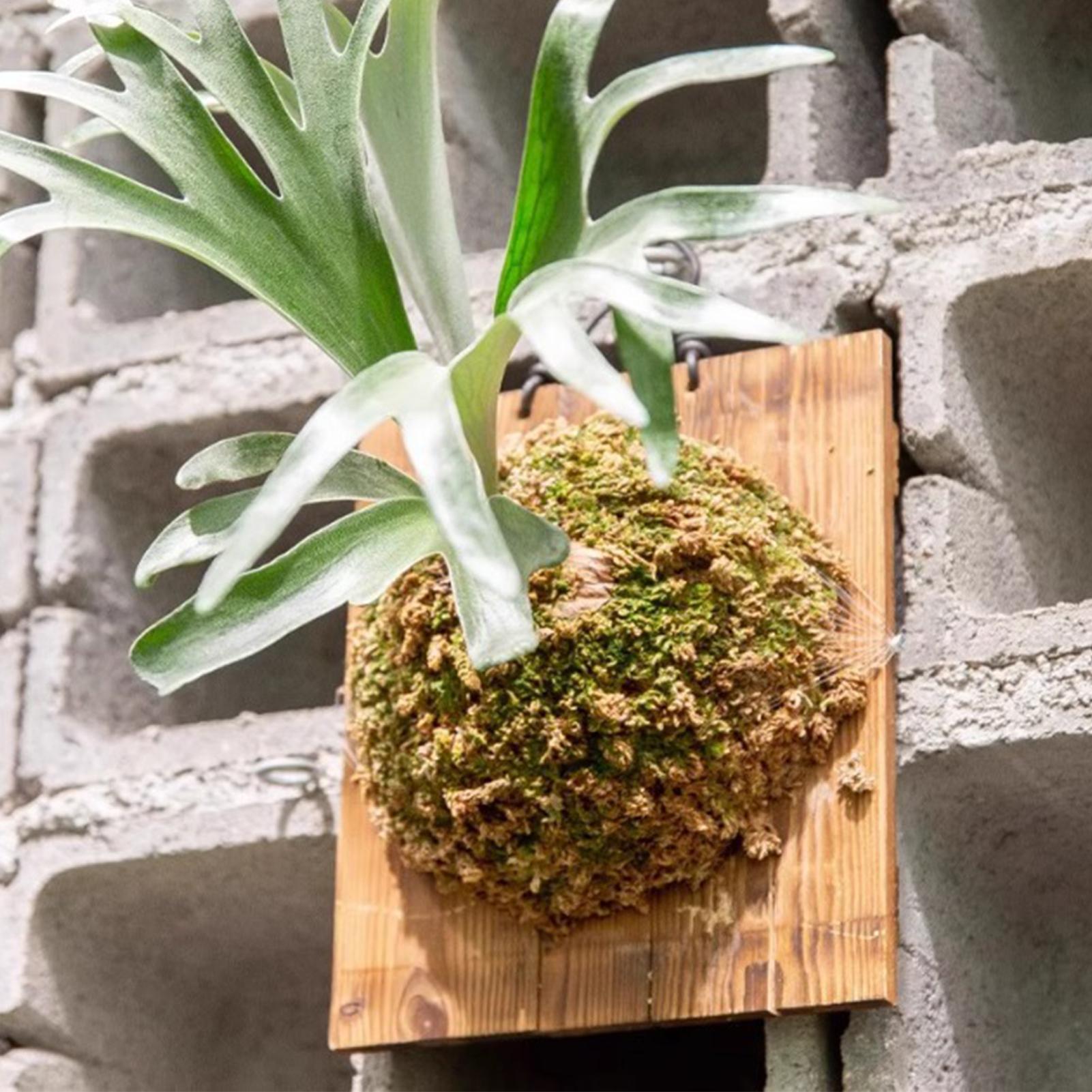 Plant Parent - Tablero colgante de helecho Staghorn de