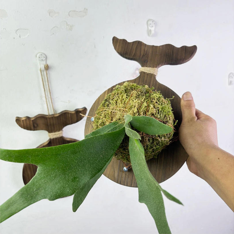 Nueva Tabla de Madera para Mon - Plant Parent reseña y precio