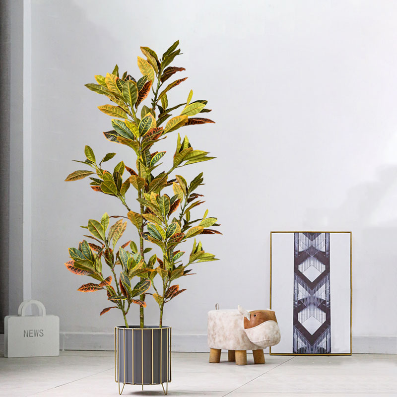 Árbol de Ficus falso grande de - Rubber Plant Ficus reseña y precio