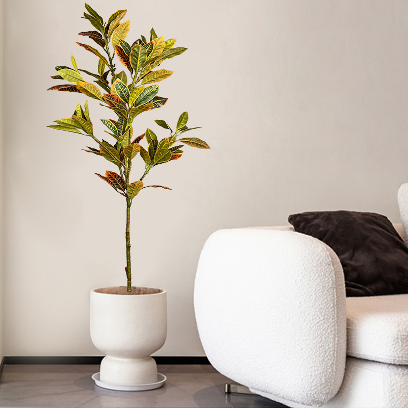Árbol de Ficus falso grande de - Rubber Plant Ficus reseña y precio