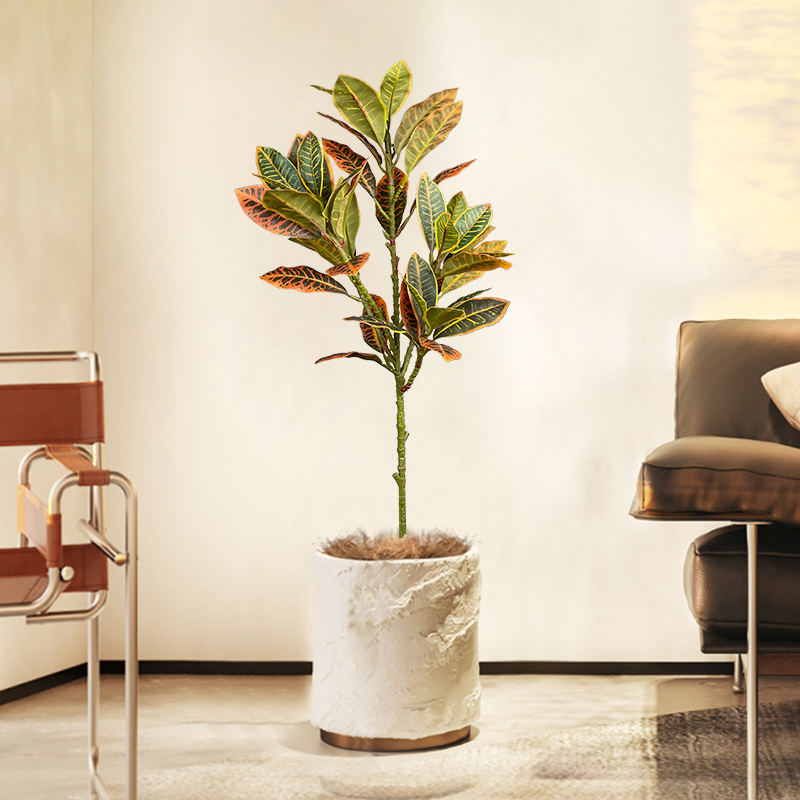 Árbol de Ficus falso grande de - Rubber Plant Ficus reseña y precio