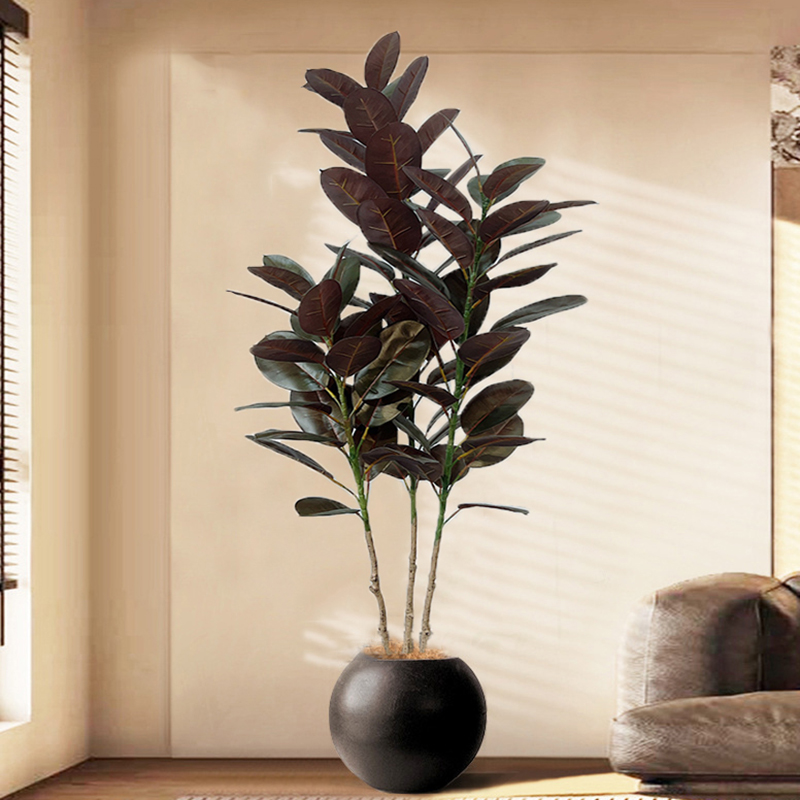Árbol de Ficus grande de 13-70 - Rubber Plant Ficus reseña y precio