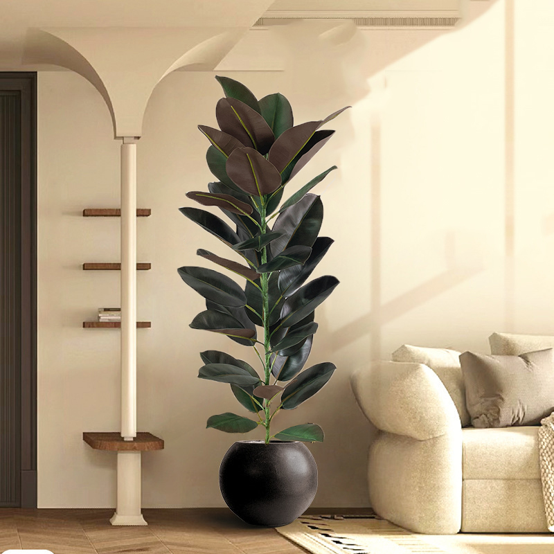 Árbol de Ficus grande de 13-70 - Rubber Plant Ficus reseña y precio