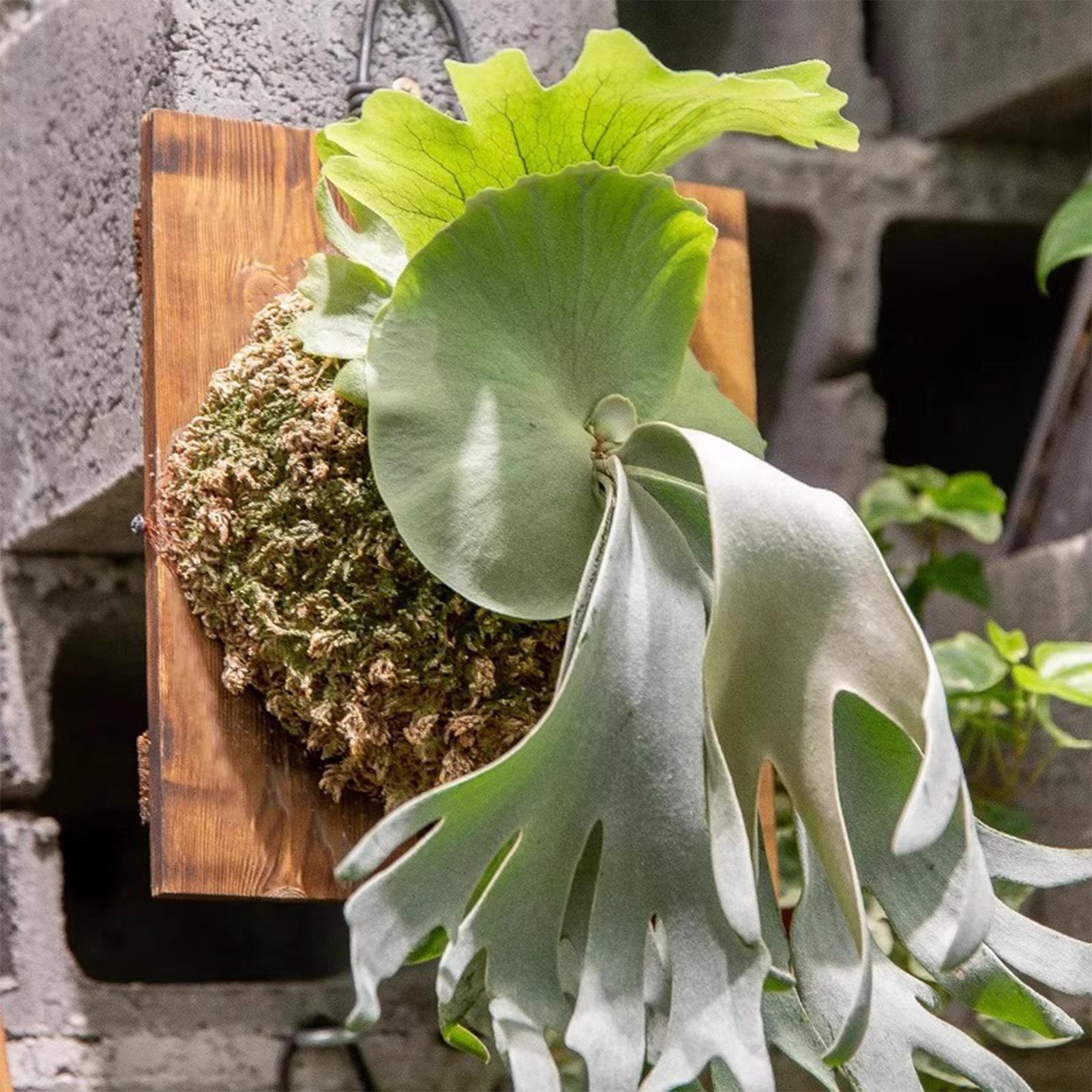 Tablero colgante de helecho St - Plant Parent reseña y precio