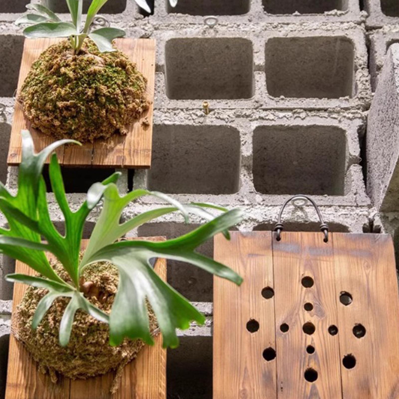 Tablero colgante de helecho St - Plant Parent reseña y precio