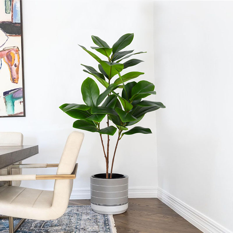 Planta de Banyan falsa grande  - Rubber Plant Ficus reseña y precio