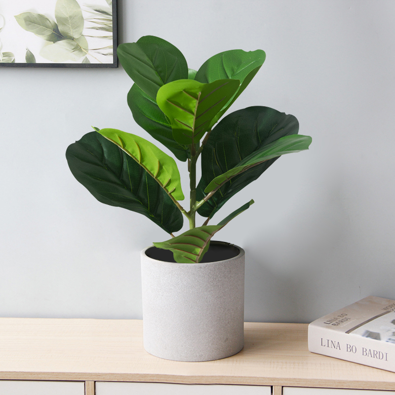 Árbol Ficus falso de 38cm, hoj - Rubber Plant Ficus reseña y precio